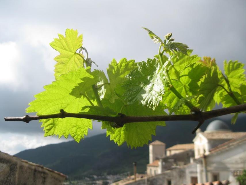 Il Nibbio - Soffitta Delle Ginestre Leilighet Morano Calabro Eksteriør bilde
